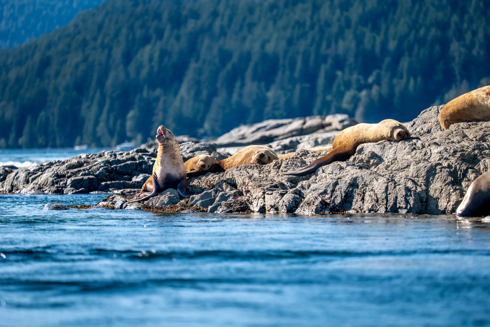 Sea Lion Yelling on Rocks near Dent Island